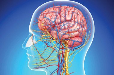 Illustration of brain's blood vessels